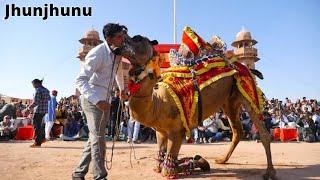ऊंट ने किया डीजे पर डांस !! Rajasthani Camel Dance ! ऐसा ऊंट का डांस कभी नहीं देखा ! VR Studio Gudha