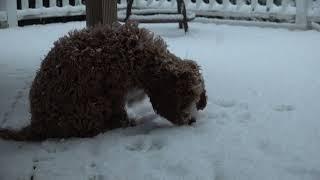 Oliver the cockapoo puppy’s first snowfall. Please LIKE, SHARE and SUBSCRIBE to VloggerBurgers