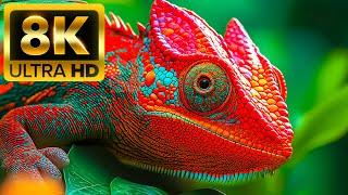 THE MOST CUTE ANIMALS - 8K (60fps) Ultra HD