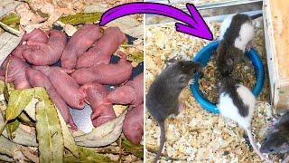 Baby Rats Growing up (0-30 days)