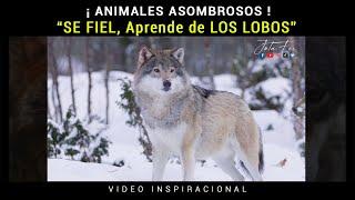 ¿Eres MUJERIEGO? - ¡ Cuidado ! -  ¡ Puedes ir a LA RUINA !. Aprende del LOBO y "SÉ EXITOSO"