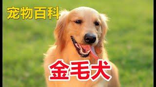 【金毛犬】金毛犬是怎樣的犬種？這些知識，寵物主人一定要知道