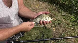 Karauschen  Feines fischen am Tümpel