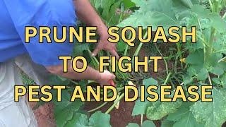 Pruning Summer Squash And Dealing With Pest And Disease.