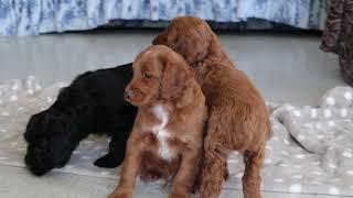 Cockapoo Puppies For Sale