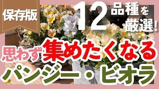 パンジー・ビオラの人気品種12種類を厳選冬のお庭や花壇を華やかにしよう【ガーデニング】【園芸】