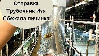 Подготовка рыбы на продажу. Упаковка рыбы. Культивация трубочника Изя. Облов сбежавшей личинки.