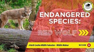 Endangered Species Web Series: Red Wolf - North Carolina Wildlife Federation