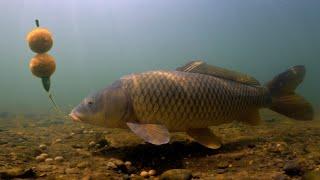 Fishing for Wild Carp - Unbelievable, right? Catching Carp with This Rig!