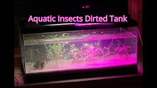 Aquatic Insects 45 Gallon Dirted Tank