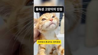 물속성 고양이 치명적인 단점