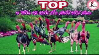 TOP 10 Chiến Kê Xuất Sắc Nhất Việt Nam | Top 10 Danh Thủ Đứng Đầu Trong Top Thần Kê Việt Nam