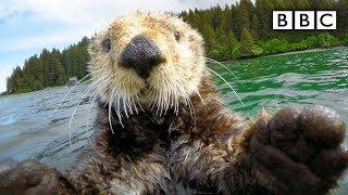 Cute otters intimately filmed by spy camera | Spy in the Wild - BBC