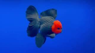 oranda TANCHO grade A|| rostail |BAGONG|super