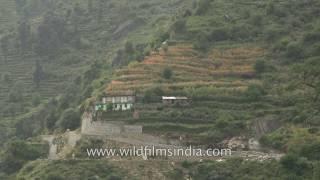 Ransi village houses have slate roofs, nestled above terraced fields in Uttarakhand