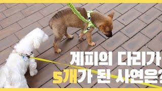 산책하다 처음으로 강아지를 만났어요! ㅣ 진돗개계피 ㅣ Korean Jindo Dog
