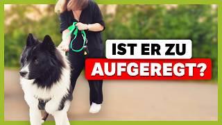 Keinen ZUGRIFF auf den Hund! Ist Elo-Rüde zu aufgeregt? [LIVE-TRAINING]