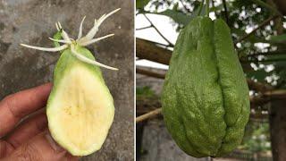 How to grow chayote from seeds, it's easy that few people know