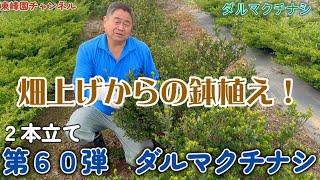 【盆栽】第６０弾　ダルマクチナシ【畑からの鉢植え】