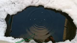 "Ферма" пожарный водоем по выращиванию форели зимой как  себя чувствует