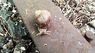 Grape snail