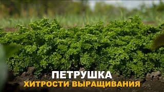 КАК ВЫРАСТИТЬ ПЫШНУЮ ПЕТРУШКУ.  Посев петрушки, нюансы посева и выращивания.