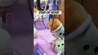 We Got an Assist from the Other Plush! #round1#round1arcade#Bobacat#plush