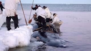 Marking a whale.