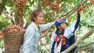 Harvestin wild fruit for sell earn money - take care of rice, corn planting - Thị Hiền