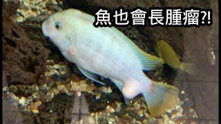 魚也會長腫瘤?! 這需要開刀嗎? | 水族系列