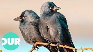 The Loyal And Charming Side Of The Jackdaw | Our World