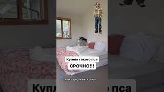 Умный Пёс или "Умный дом" #шортс #животные #напозитиве #хорошиеновости #юмор #пропозитив