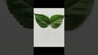 Butterfly Made By Hibiscus Leaves || Sn'P Creation