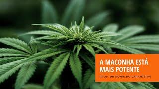 A maconha está mais potente