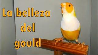 EL BELLO DIAMANTE GOULD Cajón fotográfico para aves