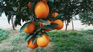 Orange tree with very large fruits. #farmtime