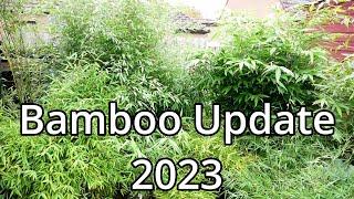 Bamboo Update (2023)