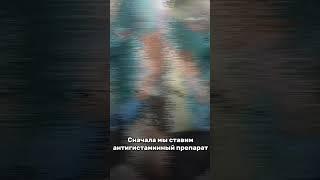 Рассказываем Вам про вакцинацию #ветеринарныйврач #питомцы #доктор #вакцинация #лечение