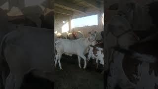 Usman Akbar #trending #cow #farmanimals #animals #youtubeshorts