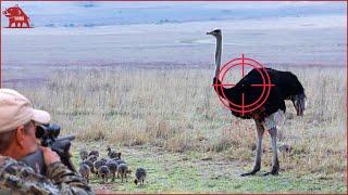 How Farmers and Hunters Deal with Millions of Ostriches and Crocodiles | Farming Documentary