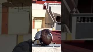 Attitude Behavior in Flying Pigeons ️ #fakhribirds #pigeon #kabootar #kabutar #pigeonlover #shorts