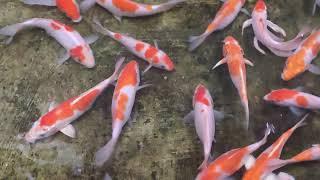 Japanese  Koi Carp Breeding Size Koicarpfarm kerala