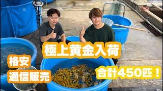 【遼河鯉庵】並木養魚場に行って極上黄金を大量買いした！！