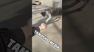 МОЙ СМЕШНОЙ КОТ  MY FUNNY CAT   #тамошорт #short #shorts #shortsvideo