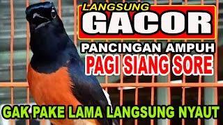 MURAI BATU BAHAN JUARA TERKEJUT KETIKA MENDENGAR PANCINGAN INI...LANGSUNG NYAUT!!!