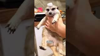 Super clingy meerkat #shortvideo #cute #animals #funny