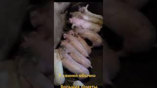 Удивительный мир свиней: факты, которые вас удивят!  #видеошортс #поросёнок