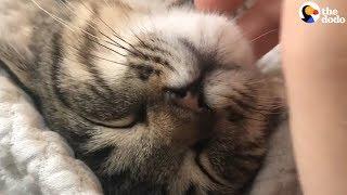 Cat Purring Has To Be The Most Relaxing Sound Ever | The Dodo