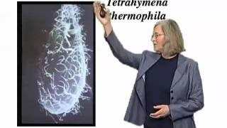 Elizabeth Blackburn (UCSF) Part 1: The Roles of Telomeres and Telomerase