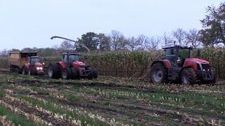 Maïs 2024 | Spektakel bij van Bakel | 2x MF met Bungeetouw | MF vastgereden | Claas Jaguar 990